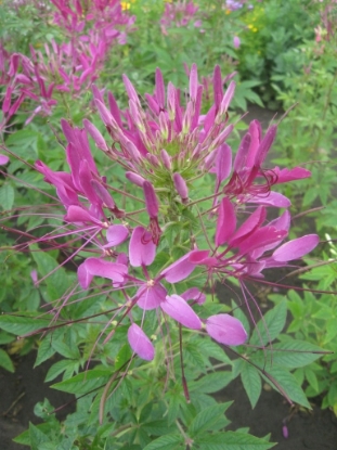Picture of Cleome - Violet Queen